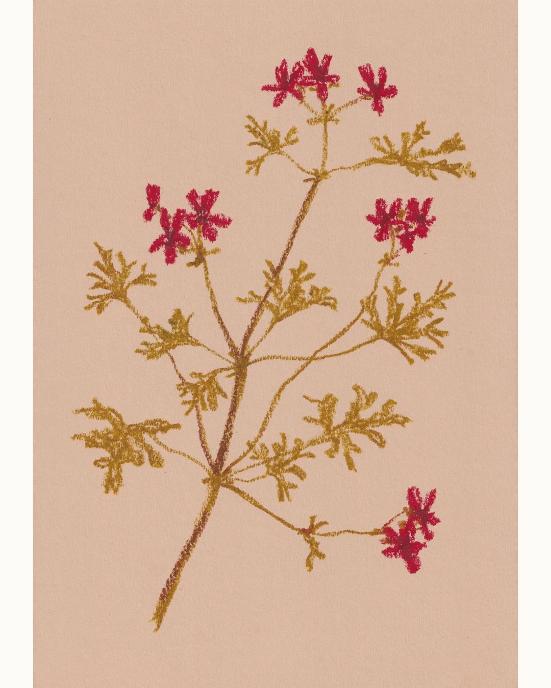 Pastel Pelargonium Red