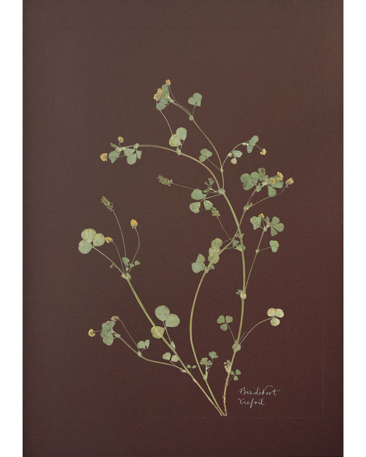 Birdsfoot Trefoil
