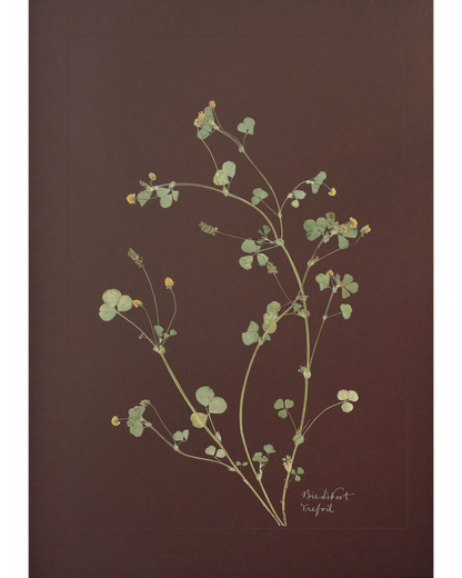 Birdsfoot Trefoil