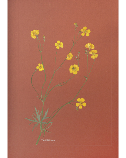 Buttercup