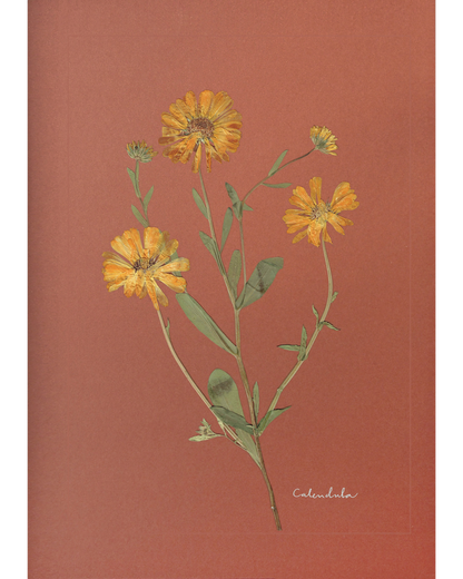 Calendula