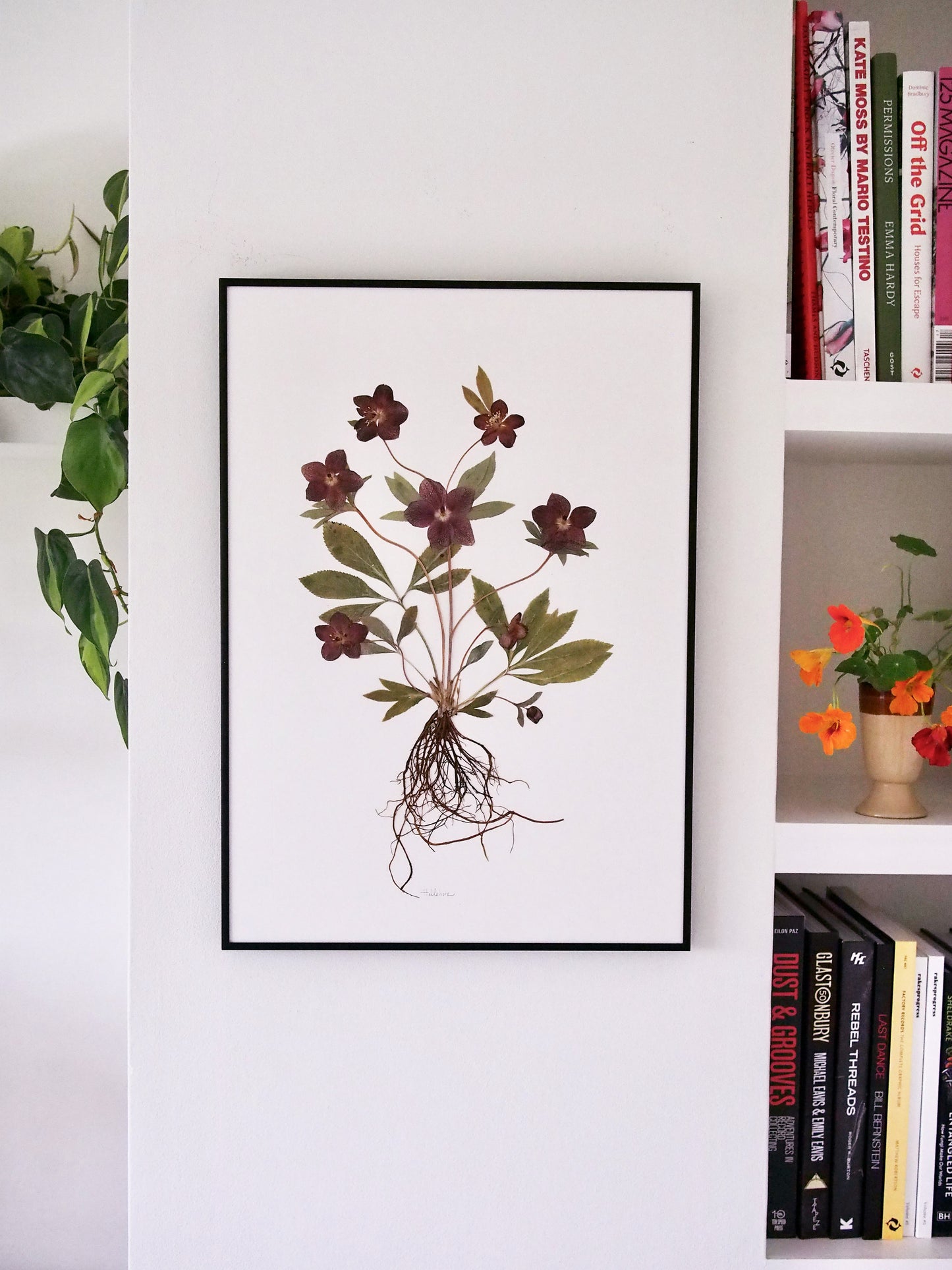 Hellebore with Roots (A2)