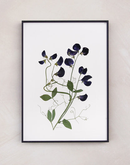 Sweet Pea Print