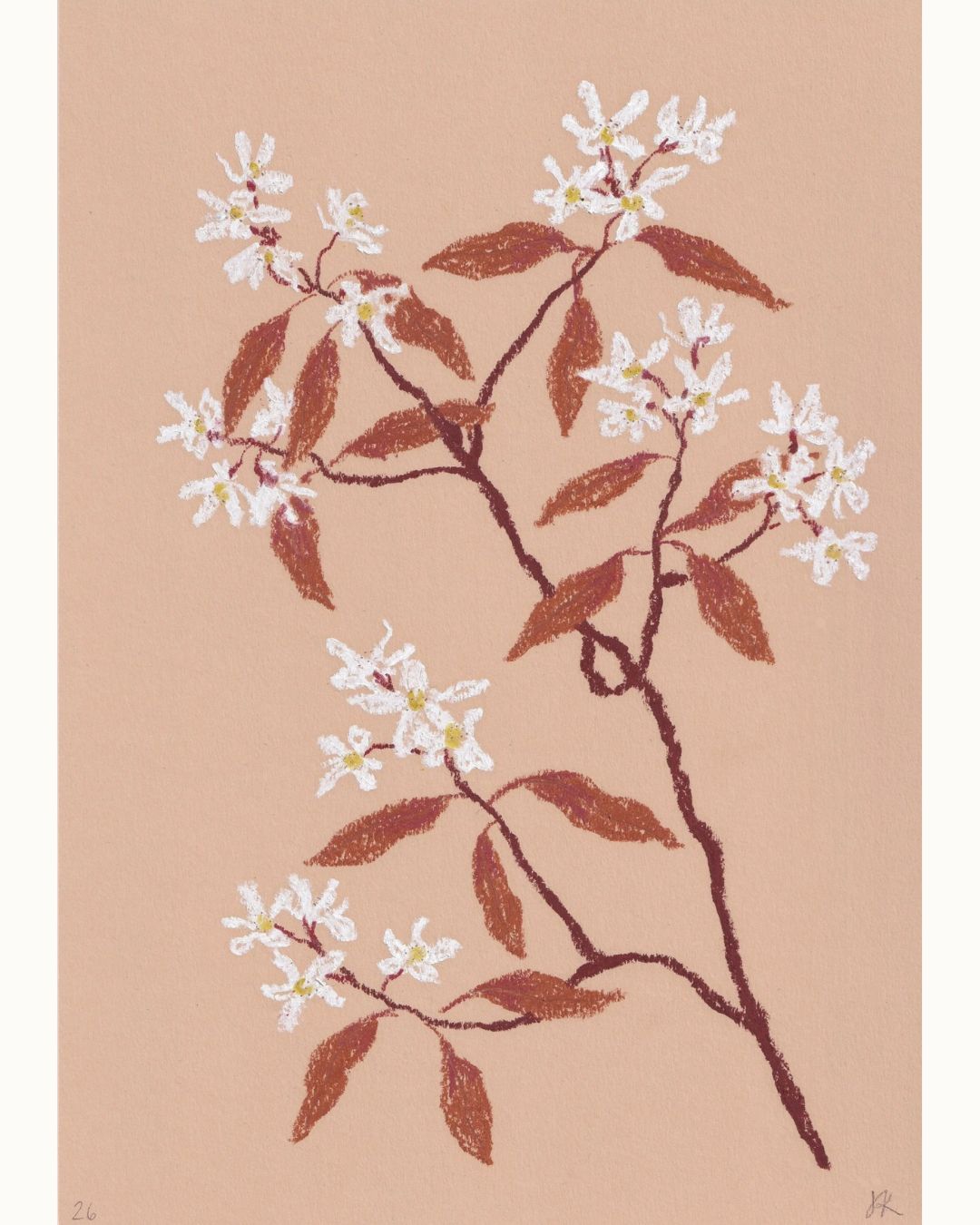Pastel Amelanchier