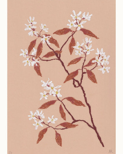 Pastel Amelanchier
