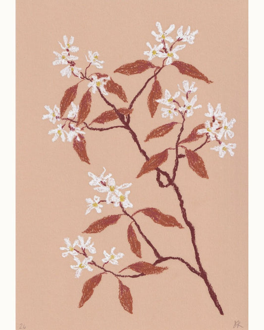 Pastel Amelanchier