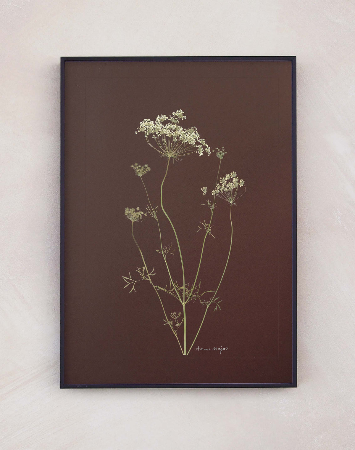 Ammi Majus
