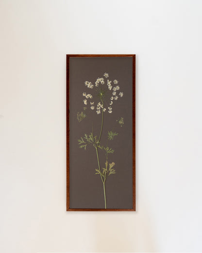 Ammi Majus