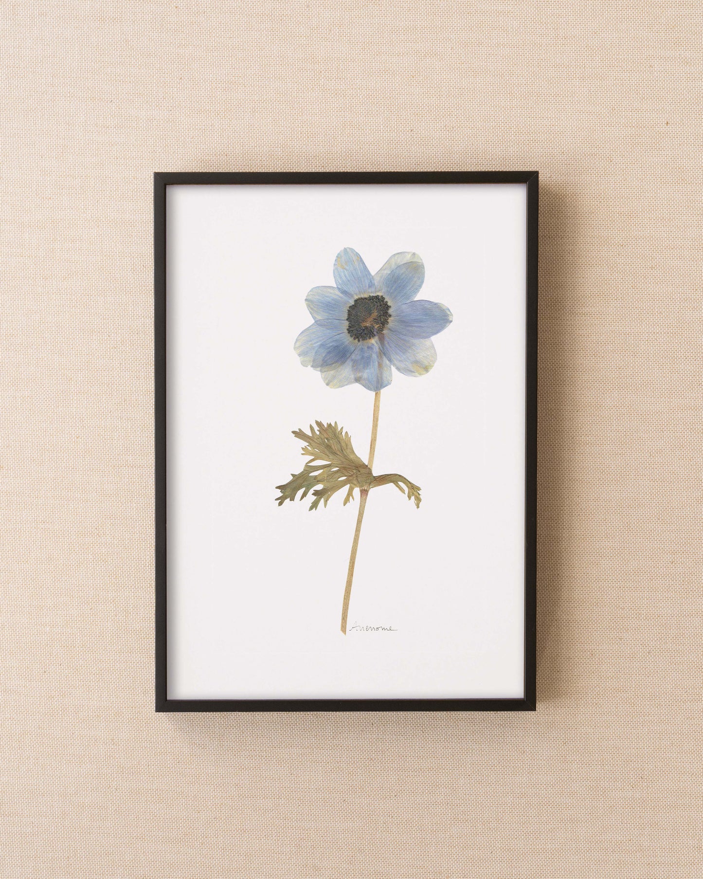 Anemone