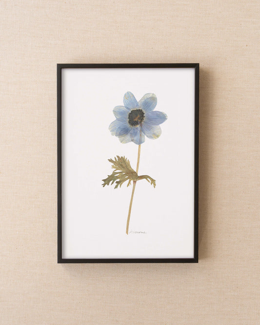 Anemone