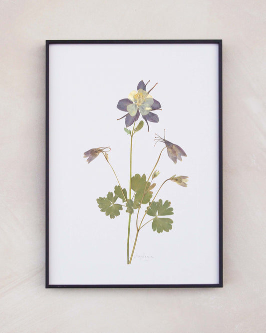 Aquilegia