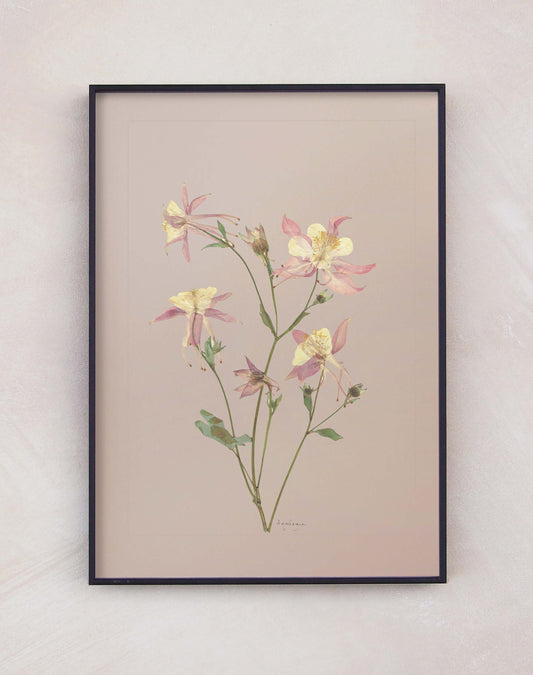 Aquilegia