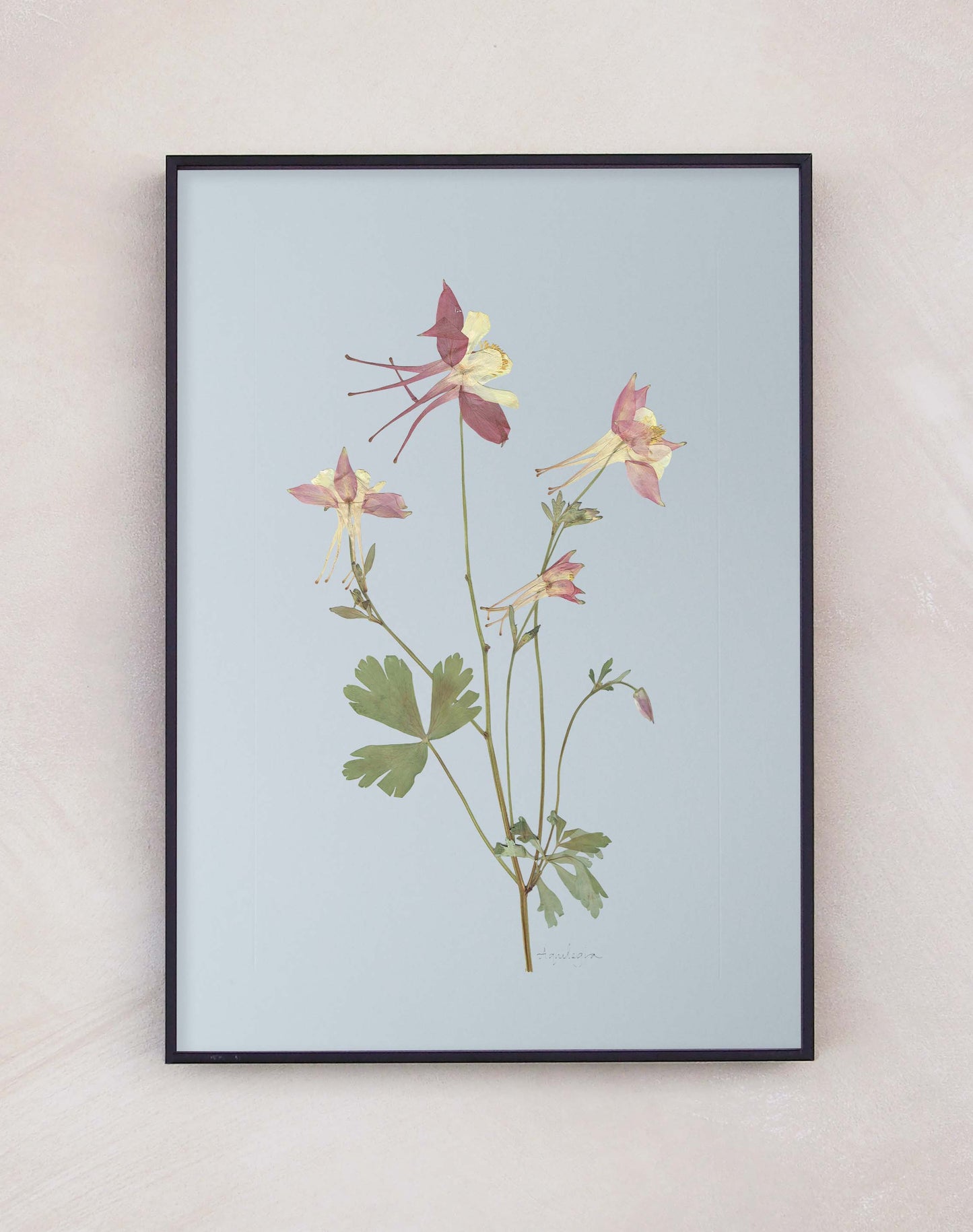 Aquilegia