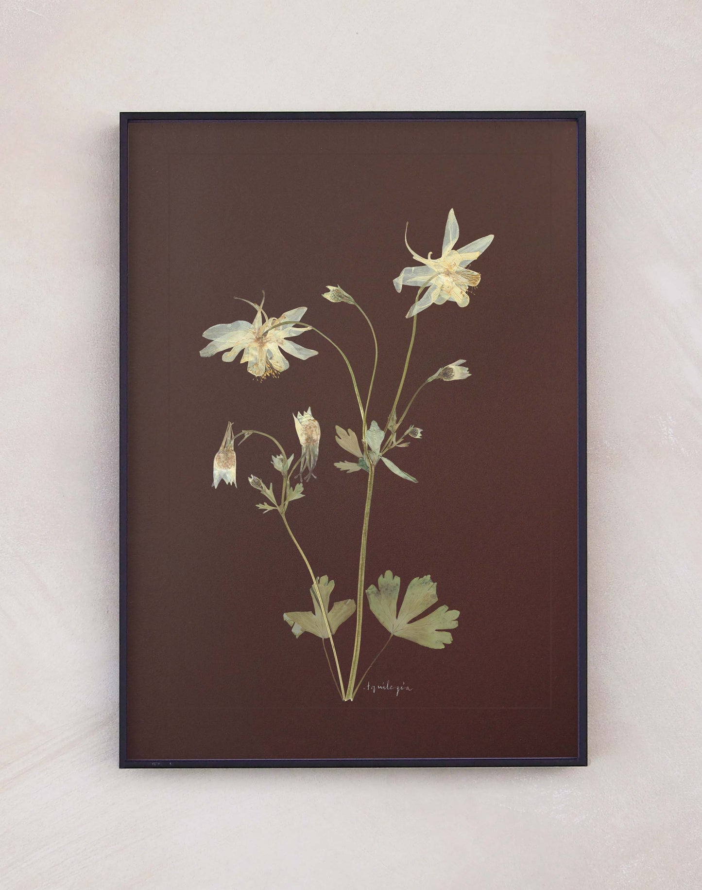 Aquilegia