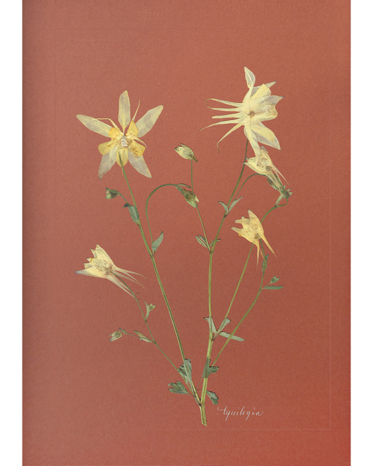 Aquilegia