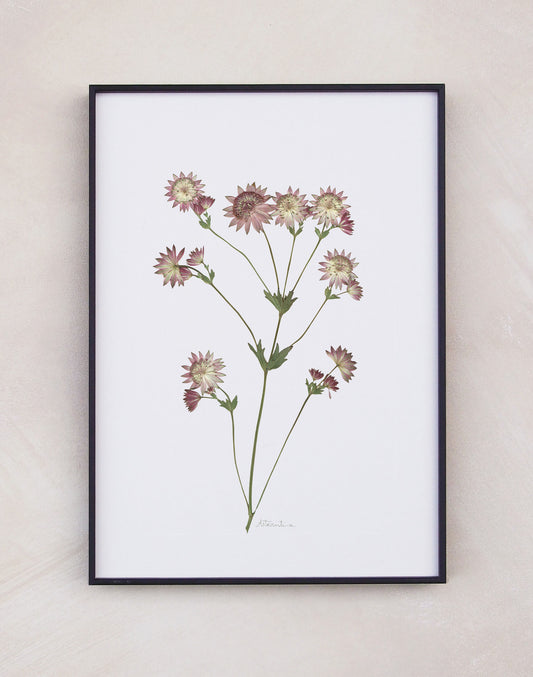 Astrantia