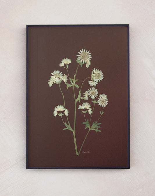 Astrantia