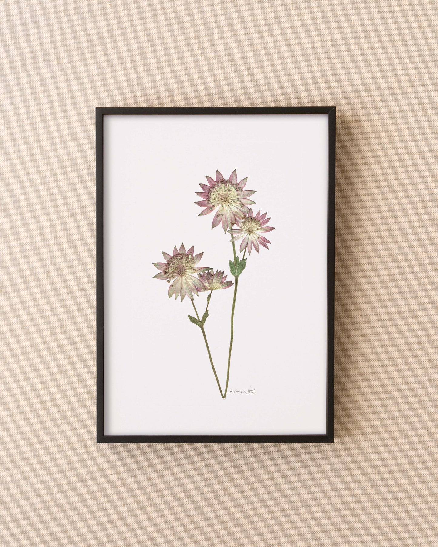 Astrantia