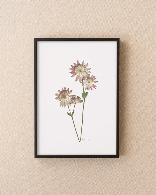 Astrantia