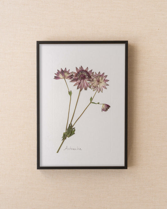 Astrantia