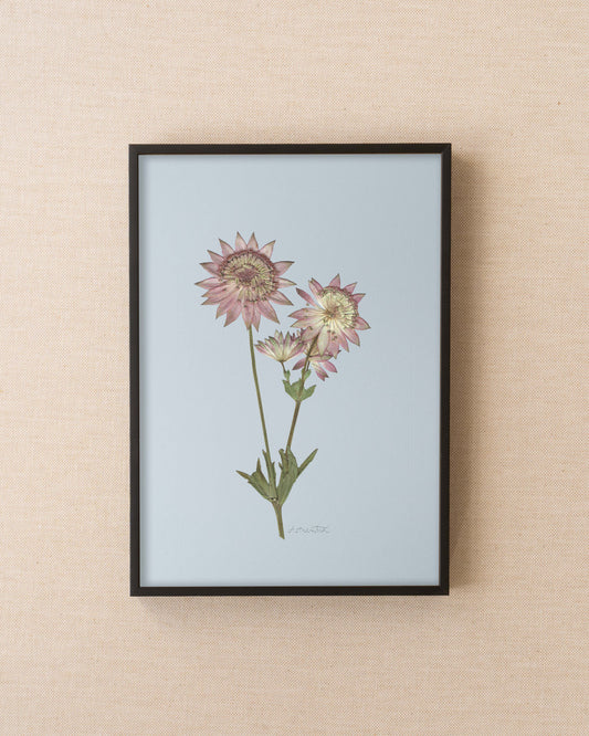 Astrantia