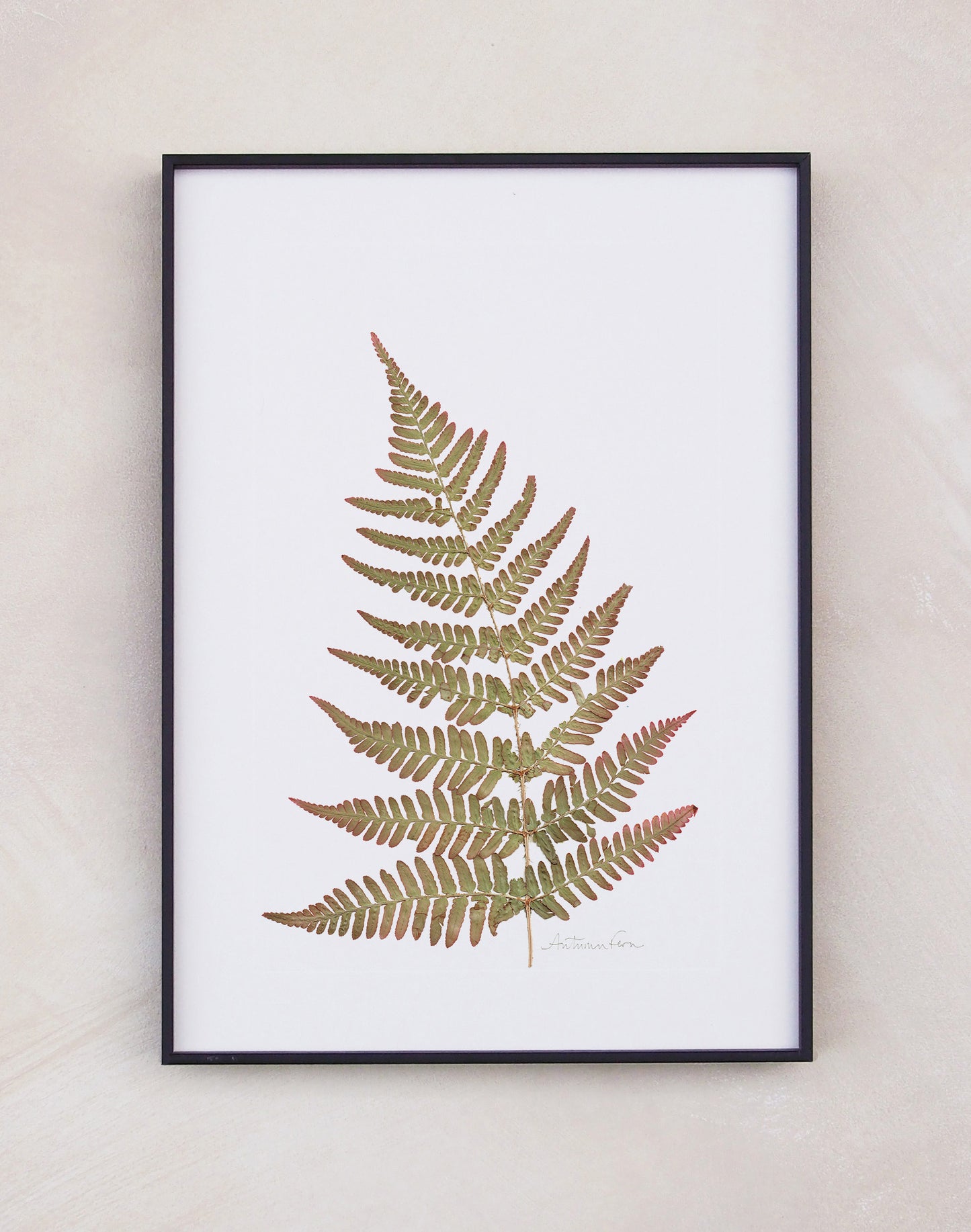 Autumn Fern