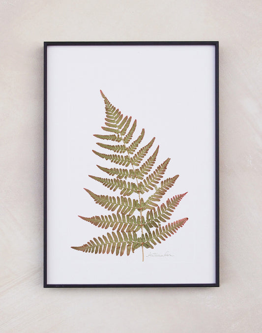 Autumn Fern