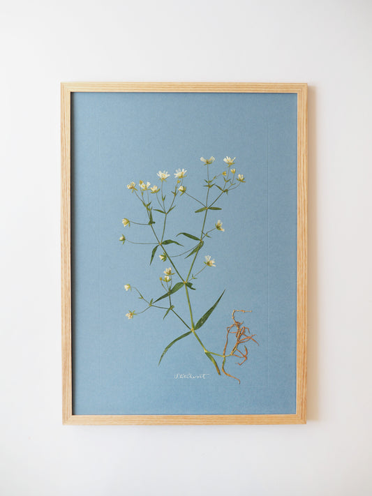 Stitchwort