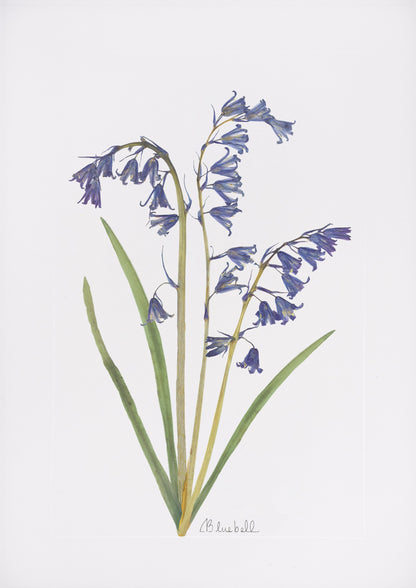 Bluebell Print