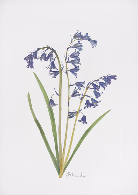 Bluebell Print