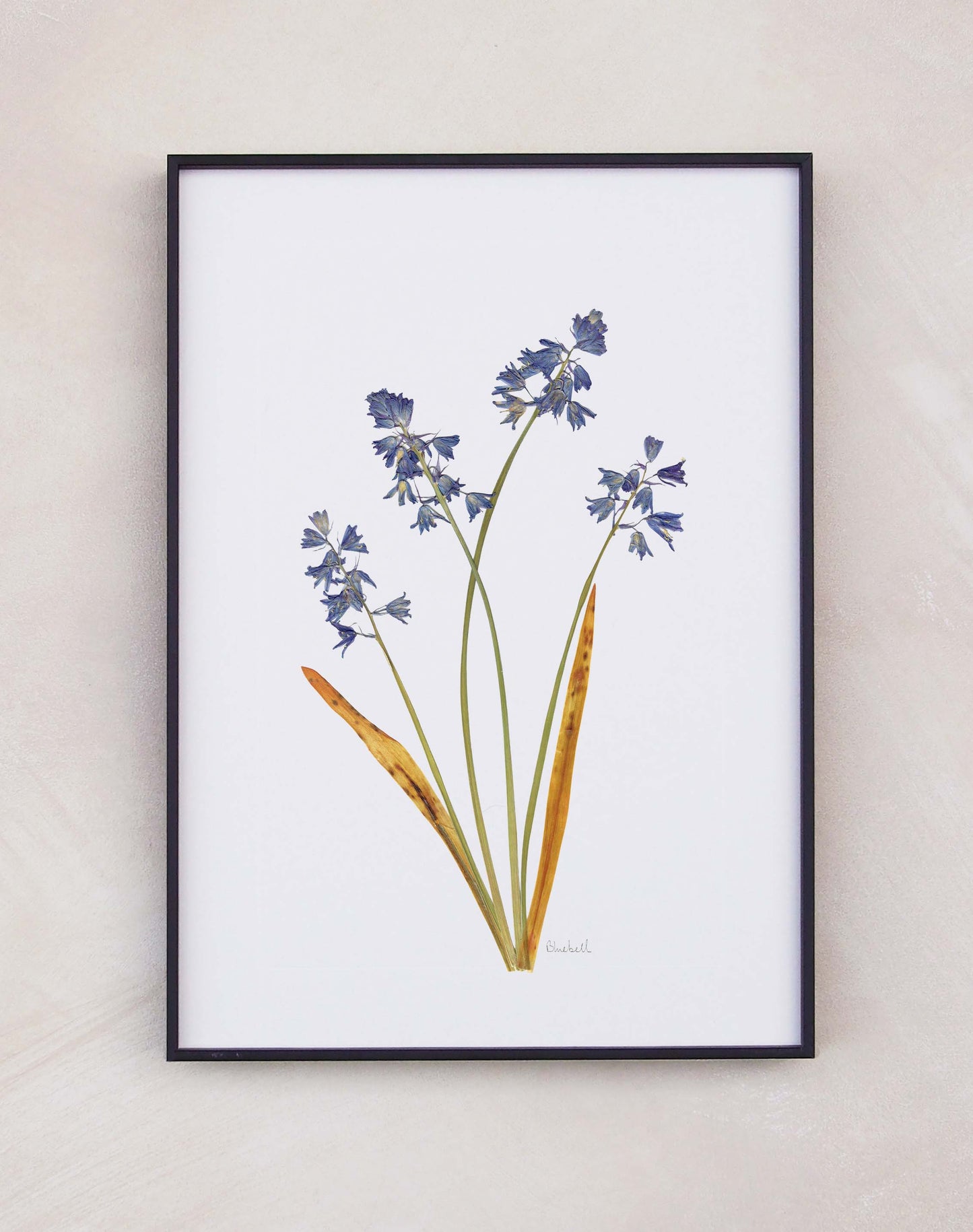 Bluebell