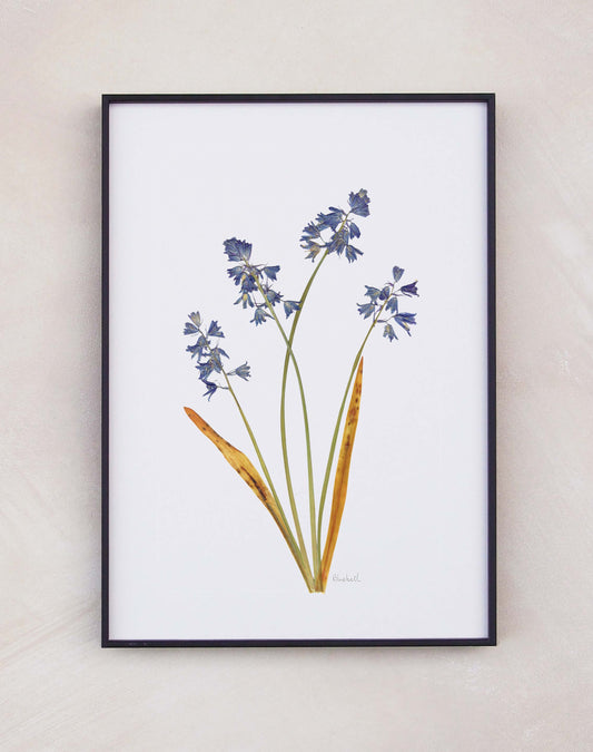 Bluebell