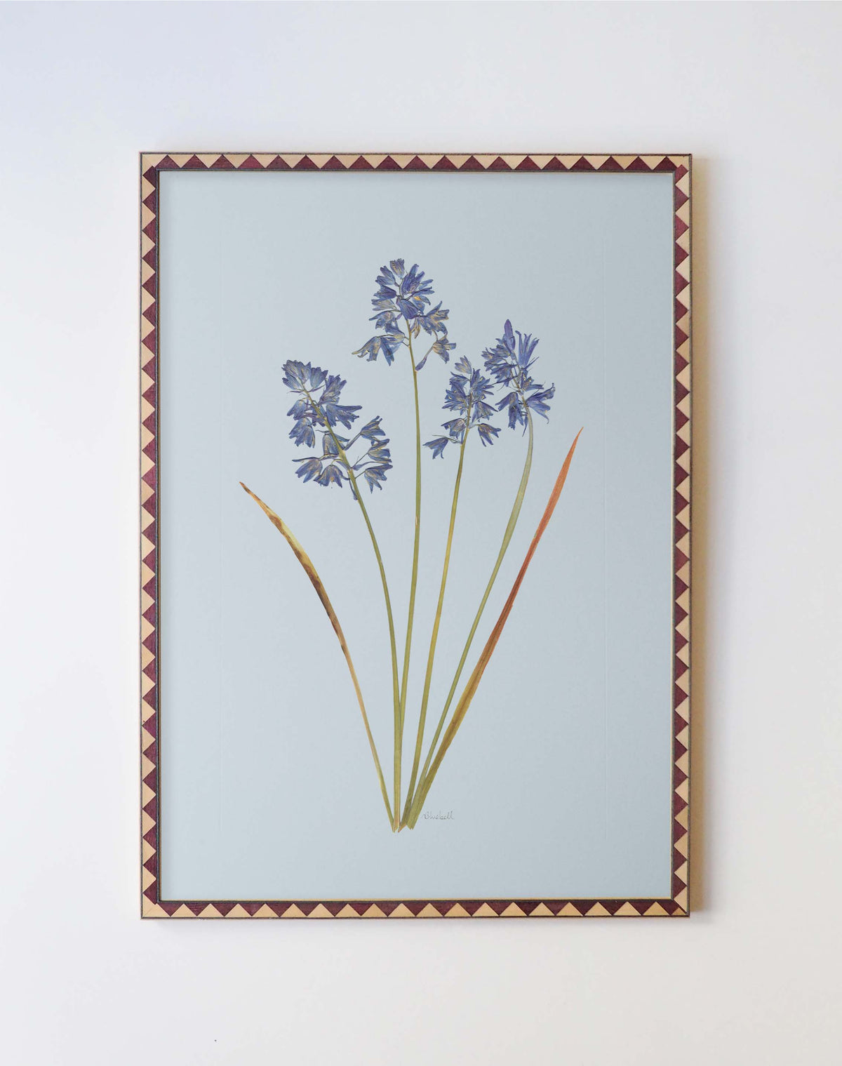Bluebell