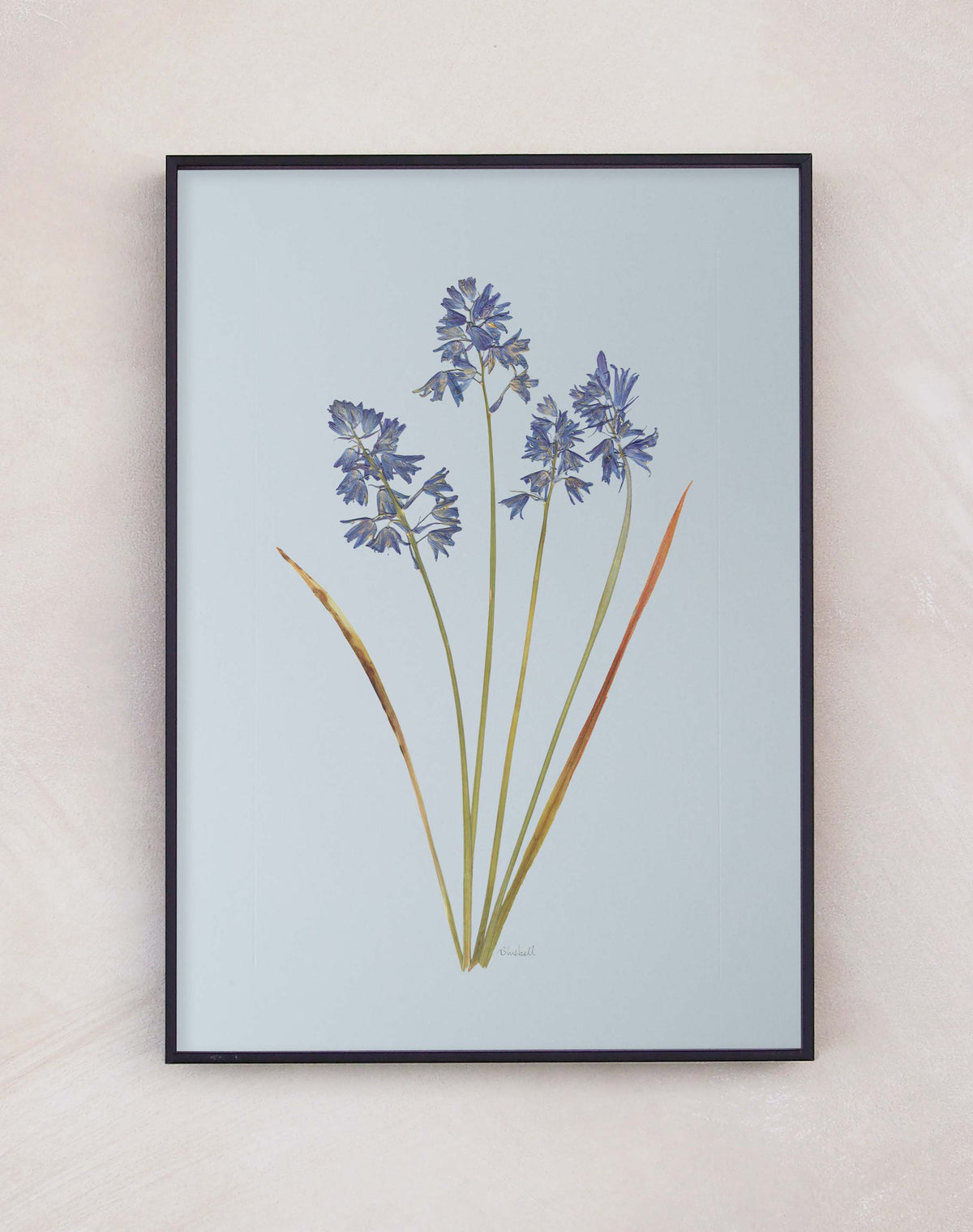 Bluebell