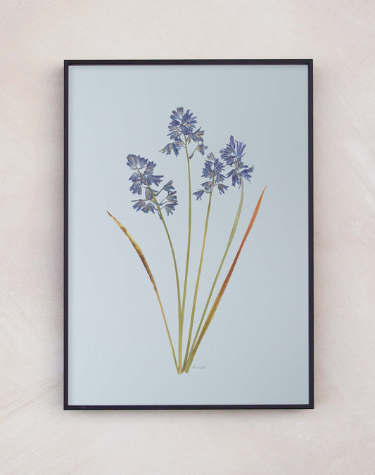 Bluebell