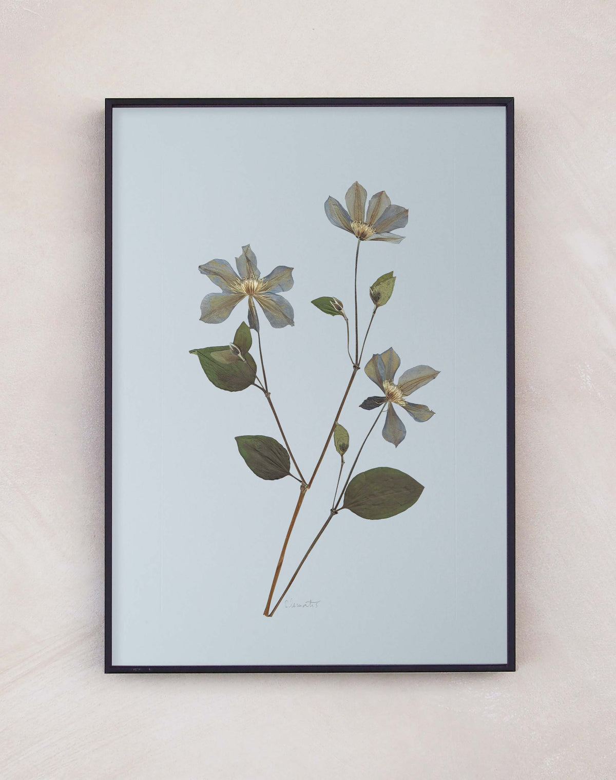 Clematis