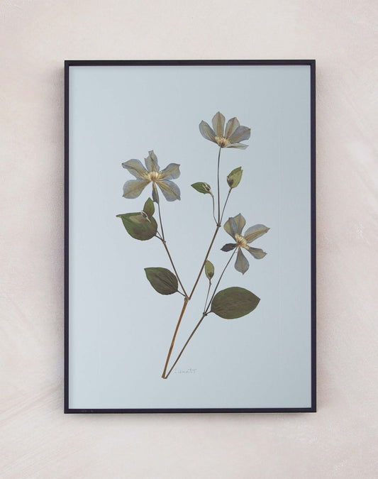 Clematis
