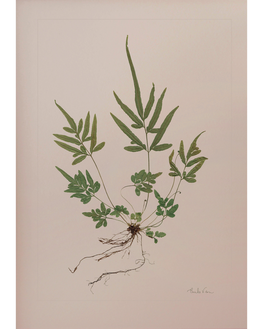 Brake Fern