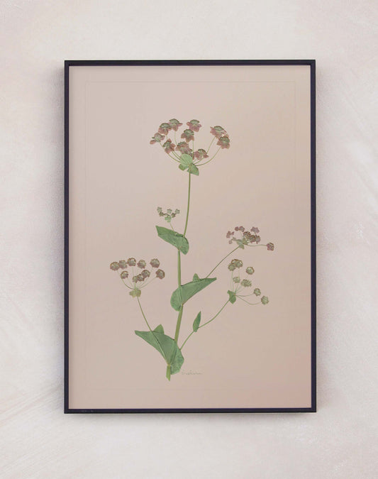 Bupleurum