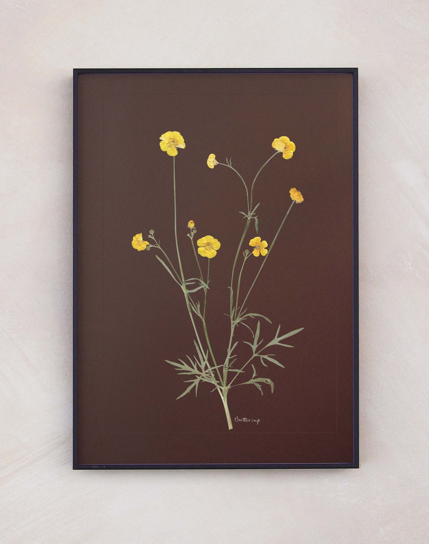 Buttercup