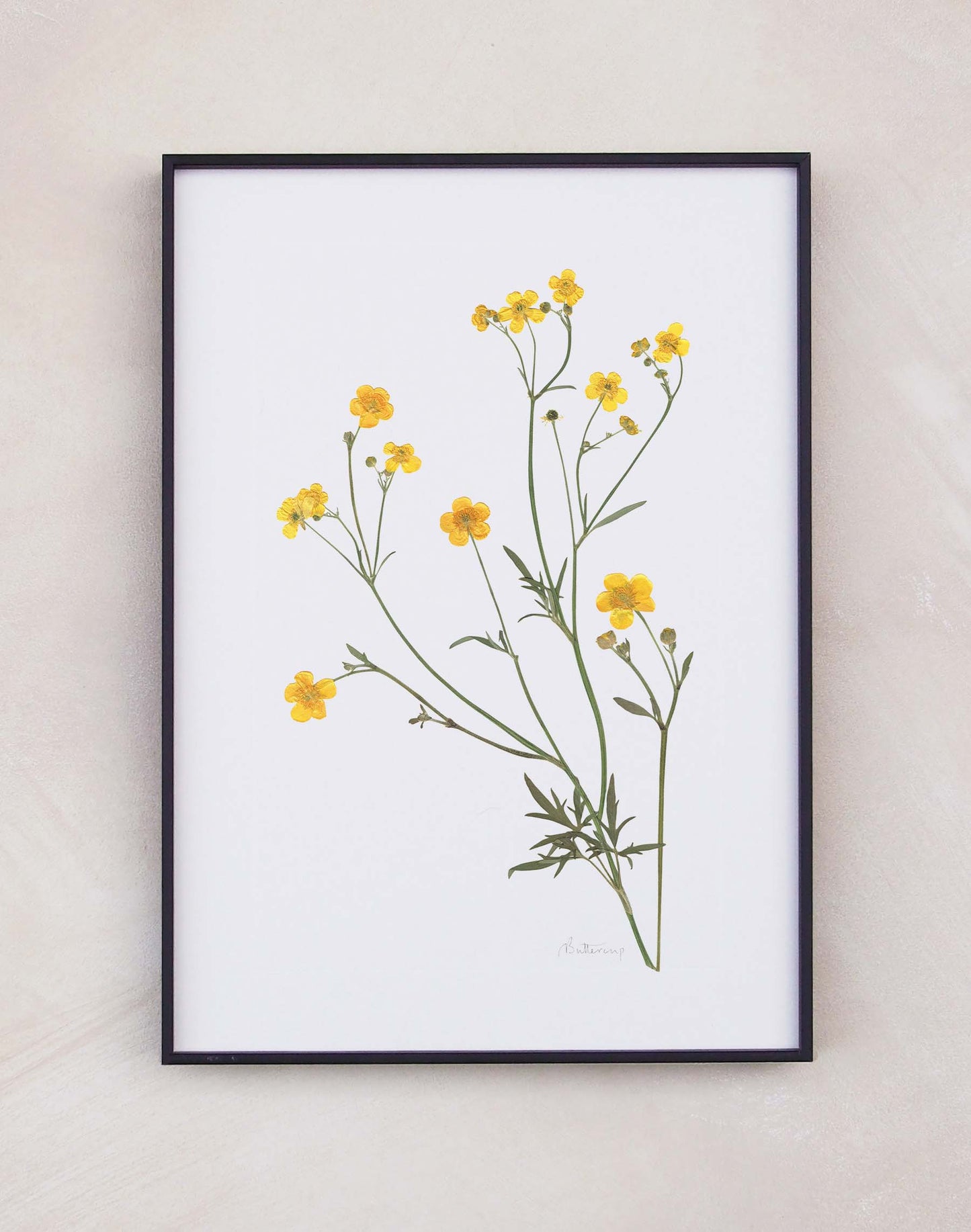 Buttercup
