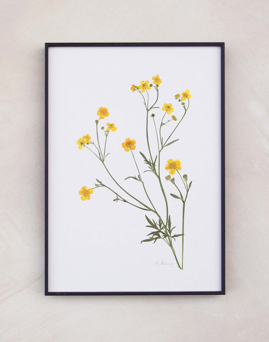 Buttercup