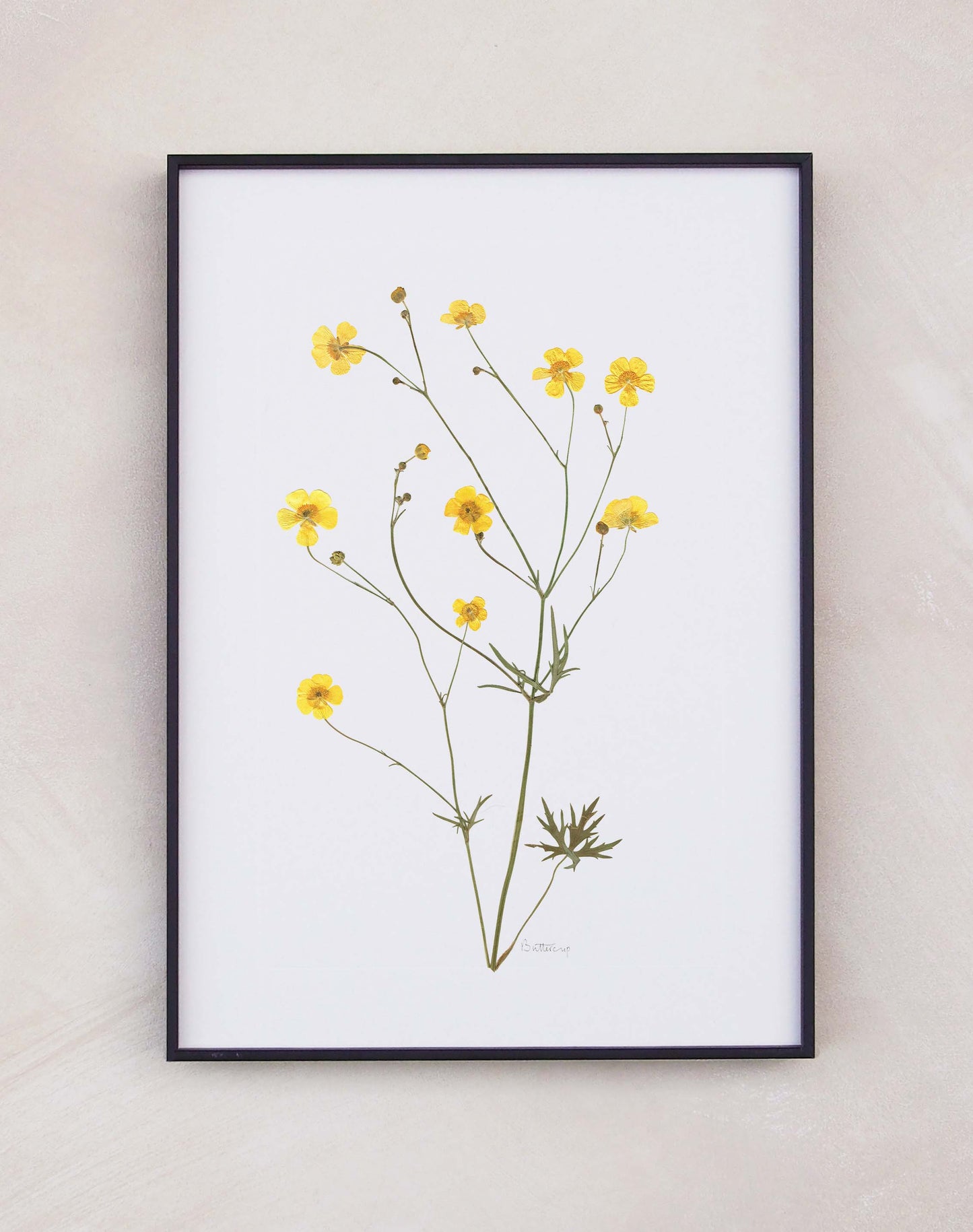 Buttercup