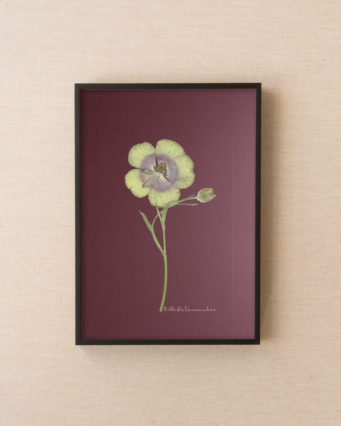Butterfly Ranunculus