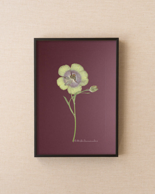 Butterfly Ranunculus