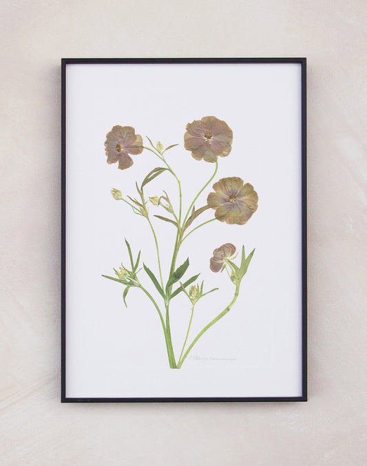 Butterfly Ranunculus