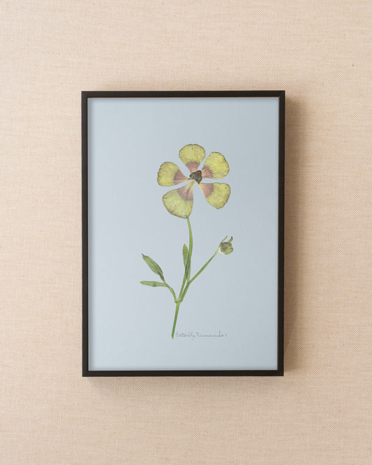 Butterfly Ranunculus