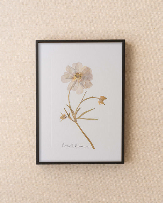 Butterfly Ranunculus