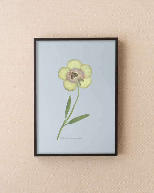 Butterfly Ranunculus