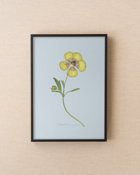 Butterfly Ranunculus